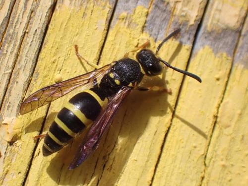 Réf. 317 618 : Ancistrocerus nigricornis